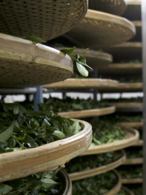 Tea Field Study Tour