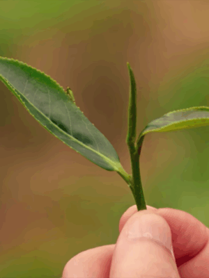 Core 02: Teas v.s. Cultivars & Production seasons